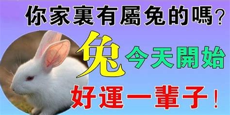 屬兔的命運